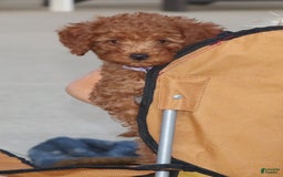 Mini Goldendoodle dogs for sale: Cami - Image 37