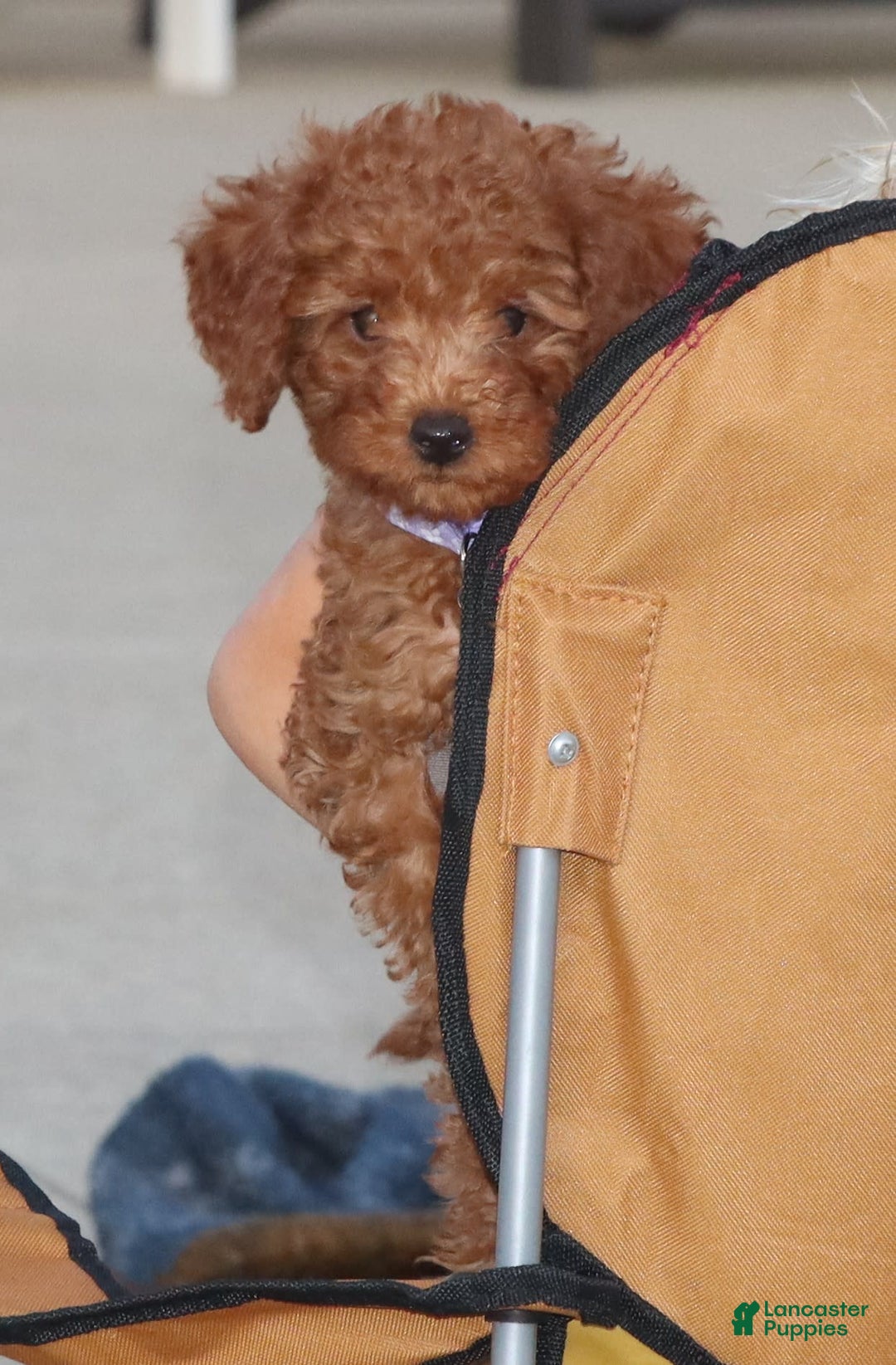 Mini Goldendoodle dogs for sale: Cami - Image 37