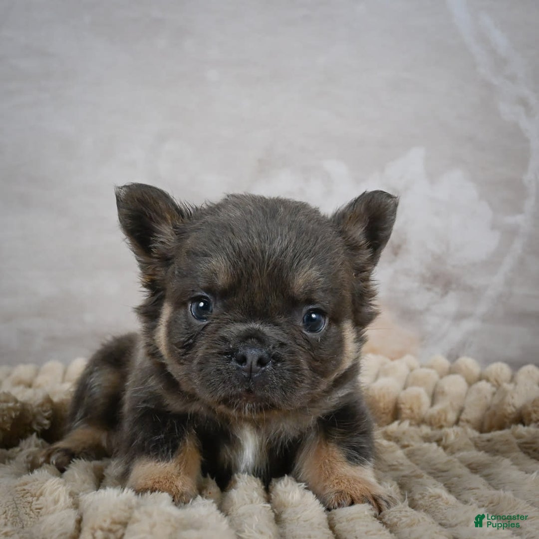 French Bulldog dogs for sale: Roscoe - Image 8