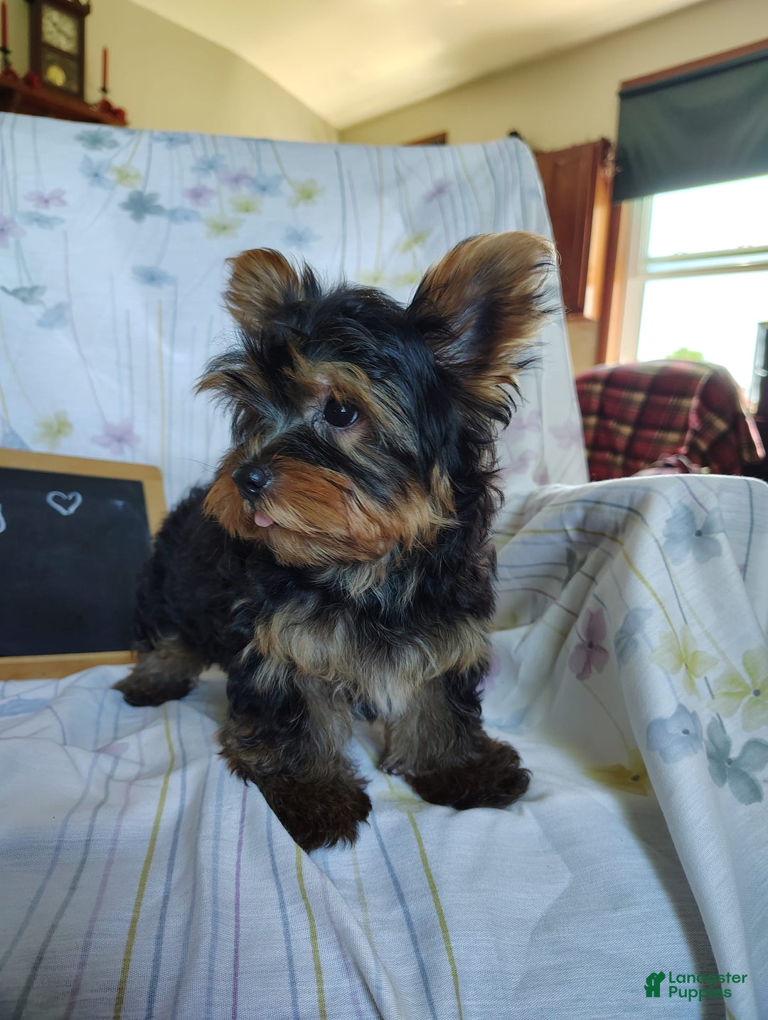 Yorkshire Terrier dogs for sale: Gerri - Image 10