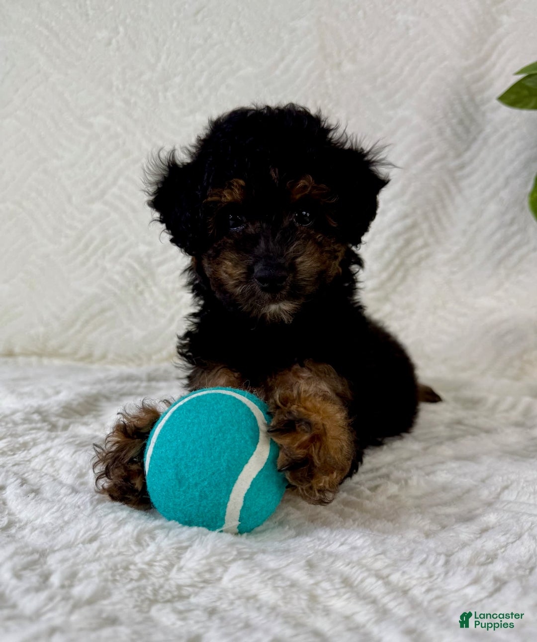 Cockapoo dogs for sale: Carter - Image 3
