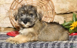 Miniature Schnauzer dogs for sale: Sugar - Image 8