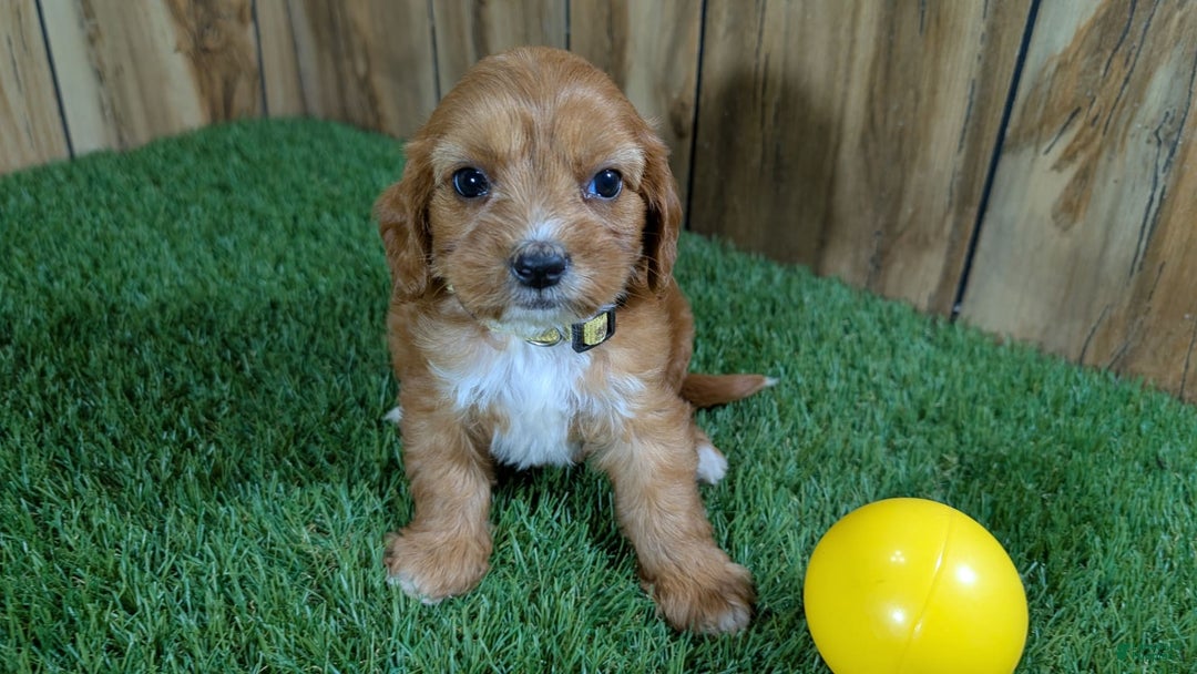 Cavapoo dogs for sale: Honeycomb Girl 10 - Image 6