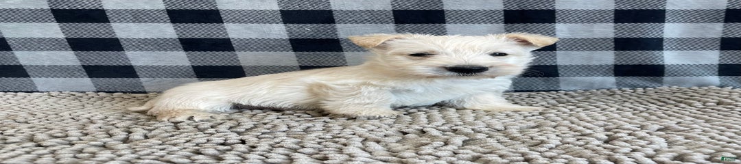 Rubert