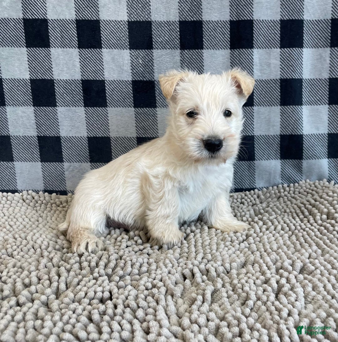 Scottish Terrier dogs for sale: Rubert - Image 3