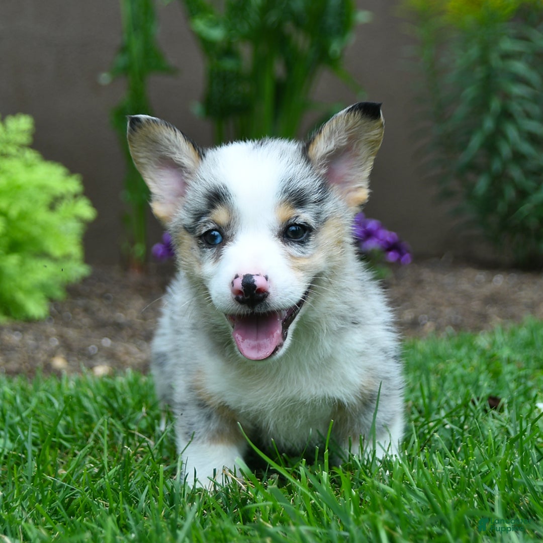 Welsh Corgi Pembroke dogs for sale: Jenson - Image 3