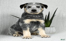 Australian Cattle Dog dogs for sale: Mike - Image 1