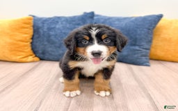 Bernese Mountain Dog dogs for sale: Dash - Image 4