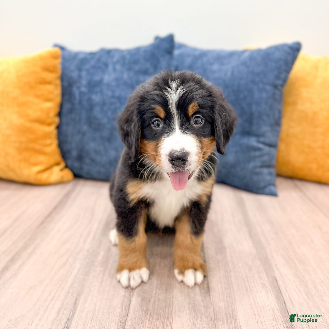 Bernese Mountain Dog dogs for sale: Dash - Image 4