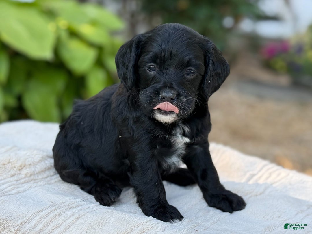 Cavapoo dogs for sale: Lucy - Image 21