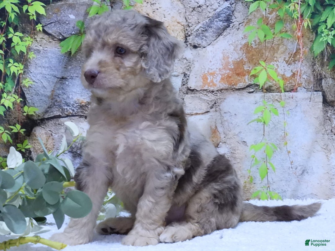 Mini Goldendoodle dogs for sale: Sunflower F1b - Image 3