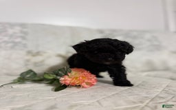 Shihpoo dogs for sale: Lucky - Image 2