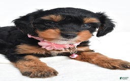 Cavapoo dogs for sale: Biff - Image 5