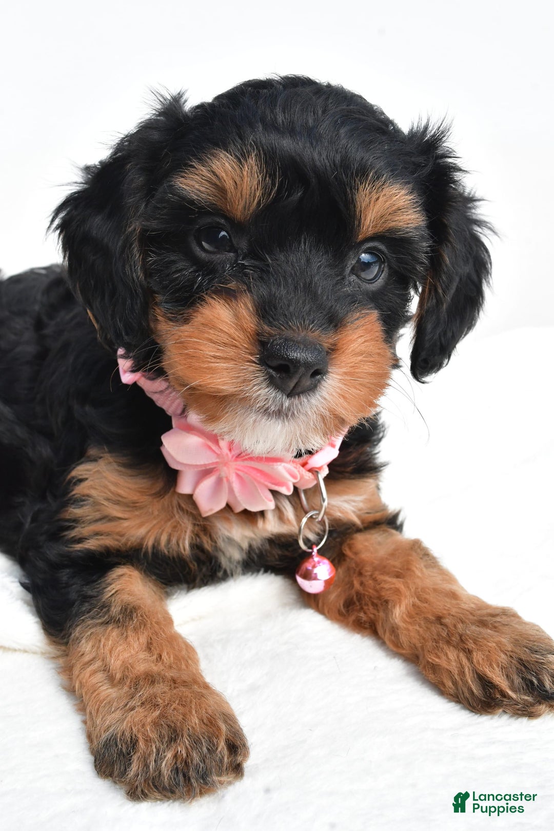 Cavapoo dogs for sale: Biff - Image 5