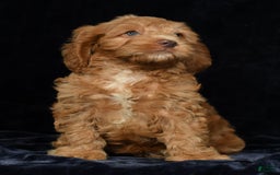 Cavapoo dogs for sale: Jackson - Image 8