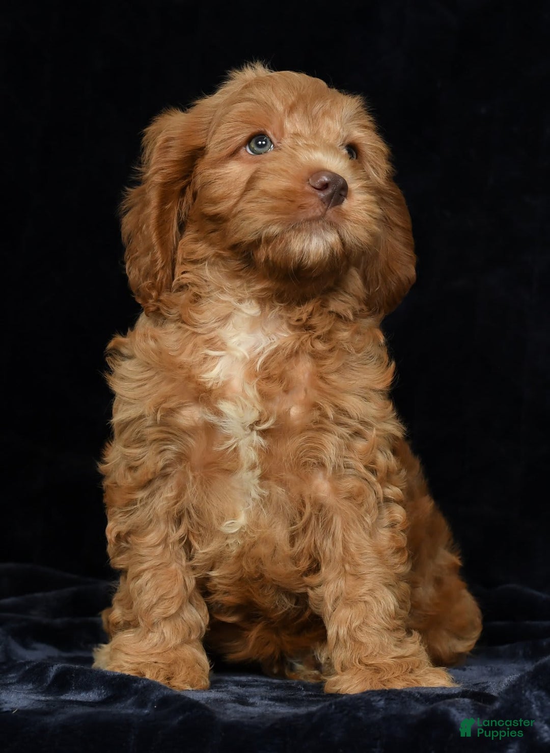 Cavapoo dogs for sale: Jackson - Image 8