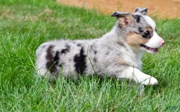 Australian Shepherd dogs for sale: Luna - Image 10