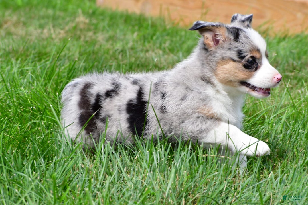 Australian Shepherd dogs for sale: Luna - Image 10