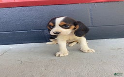 Beaglier dogs for sale: Beaglier 9 puppies - Image 8