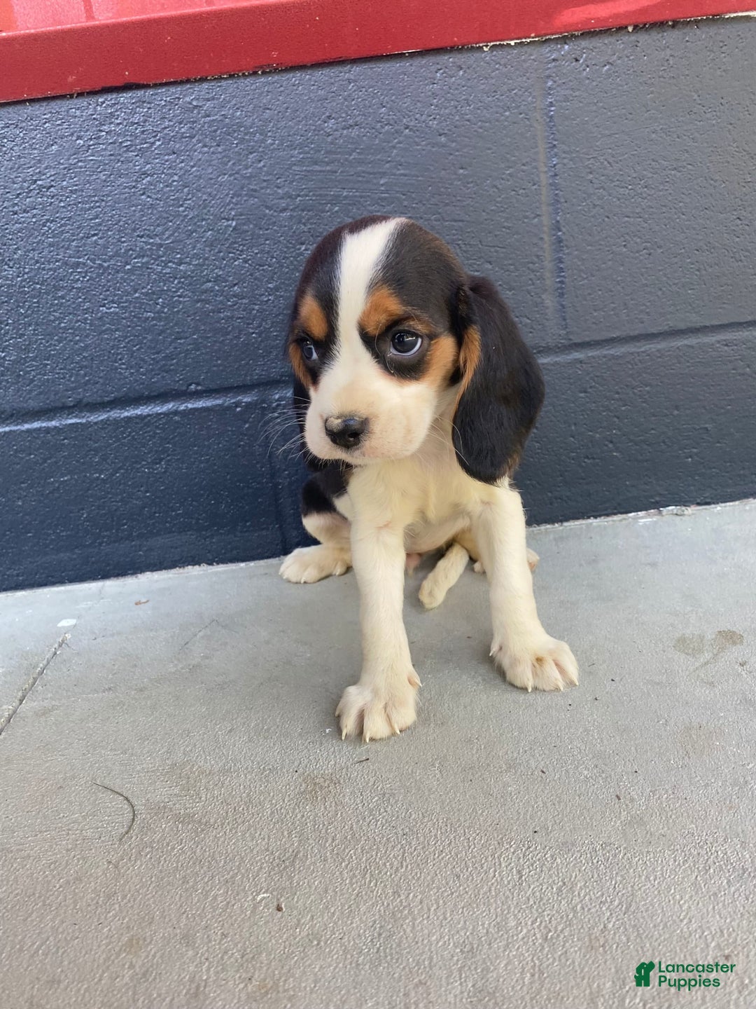 Beaglier dogs for sale: Beaglier 9 puppies - Image 8