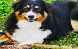 Australian Shepherd dogs for sale: Paris - Image 3