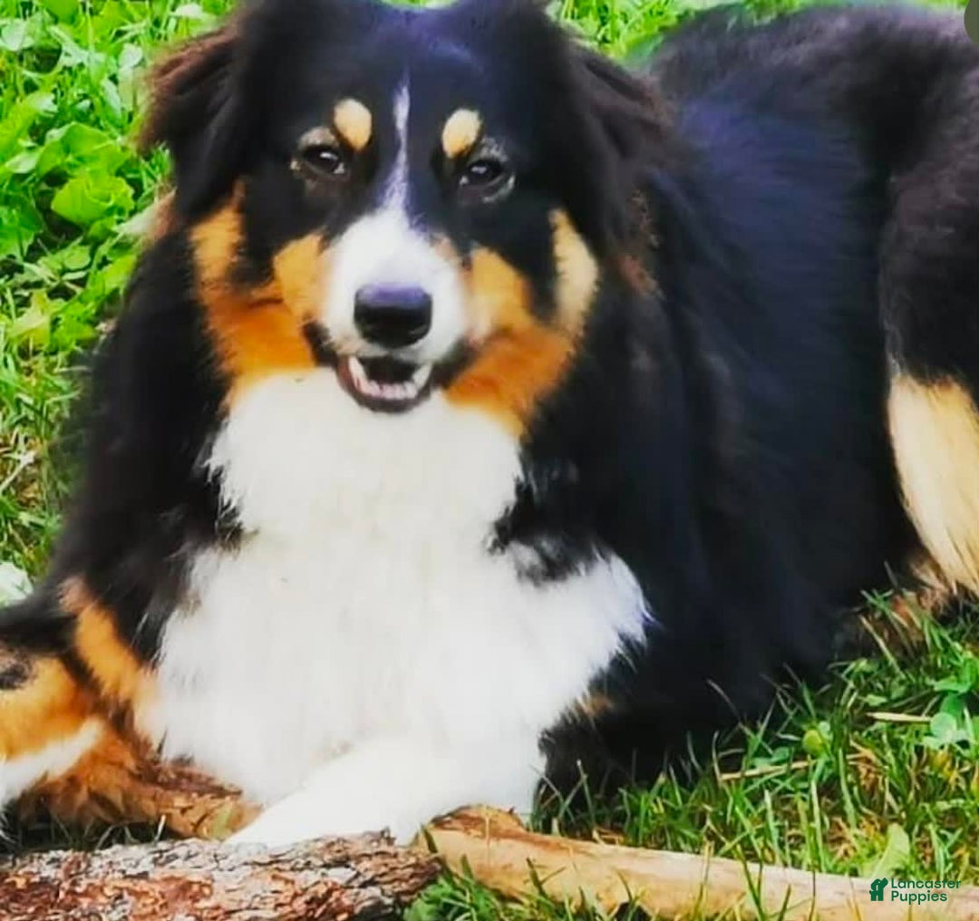 Australian Shepherd dogs for sale: Paris - Image 3