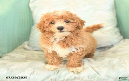 Maltipoo dogs for sale: Loyal - Image 10
