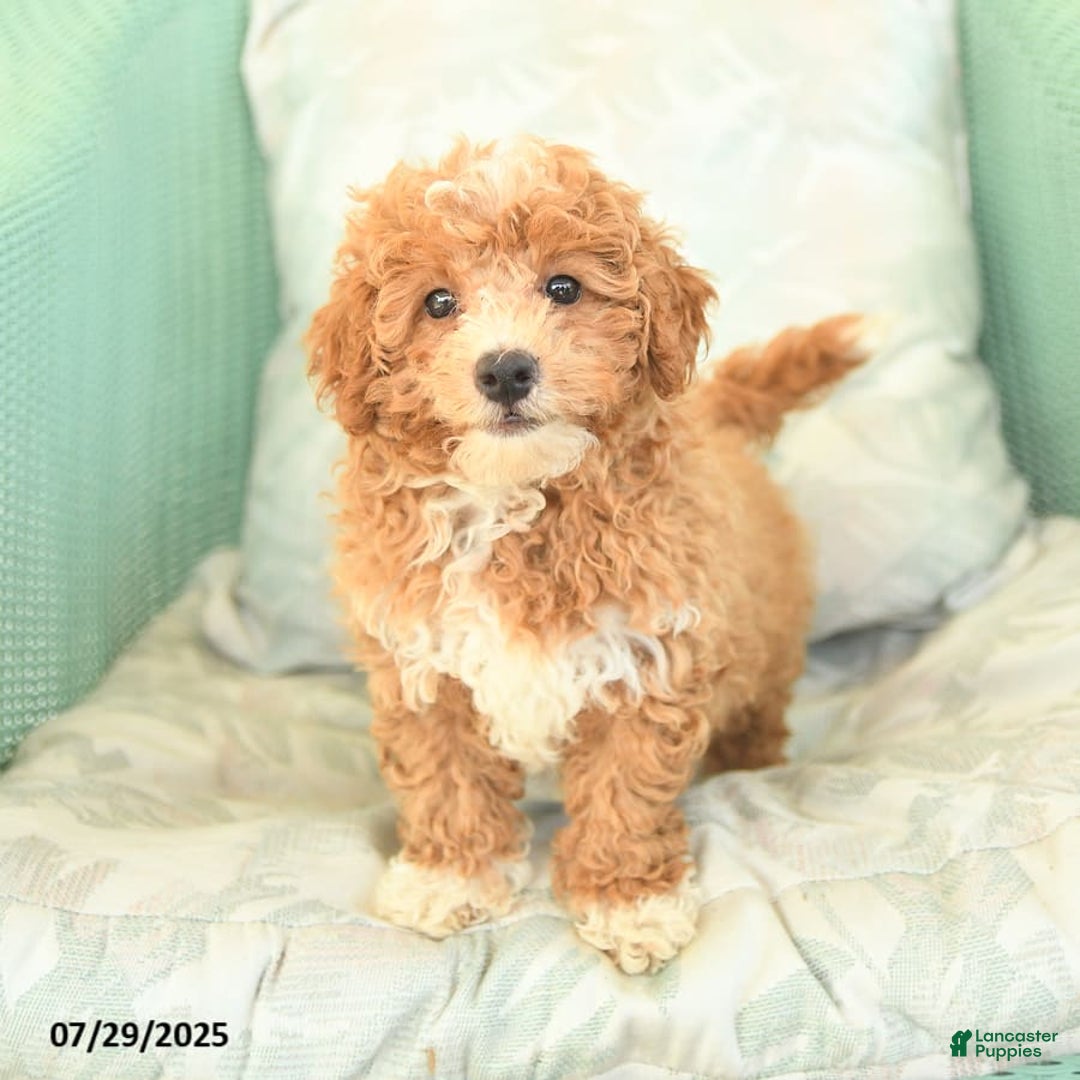 Maltipoo dogs for sale: Loyal - Image 10