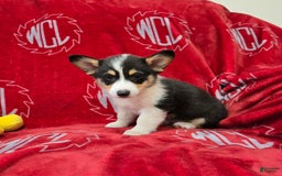 Welsh Corgi Pembroke dogs for sale: Lucky - Image 9