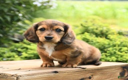 Dachshund dogs for sale: Allie - Image 1