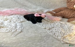Morkie dogs for sale: Honey - Image 10