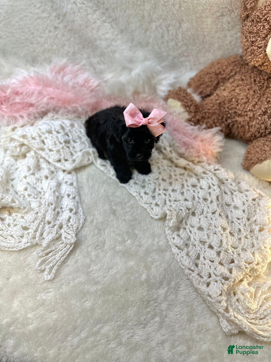 Morkie dogs for sale: Honey - Image 10