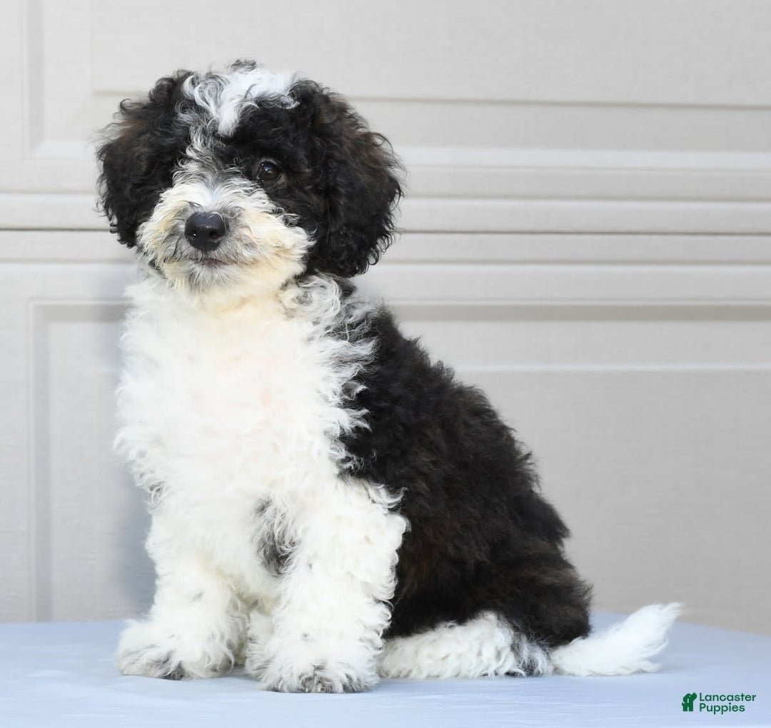 Maltipoo dogs for sale: Marshall - Image 9
