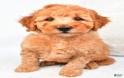Mini Goldendoodle dogs for sale: Bo - Image 9