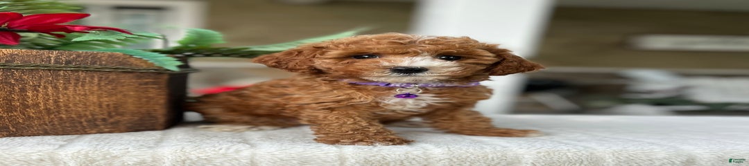 Molly