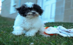 Bichpoo dogs for sale: Baby Doll - Image 3
