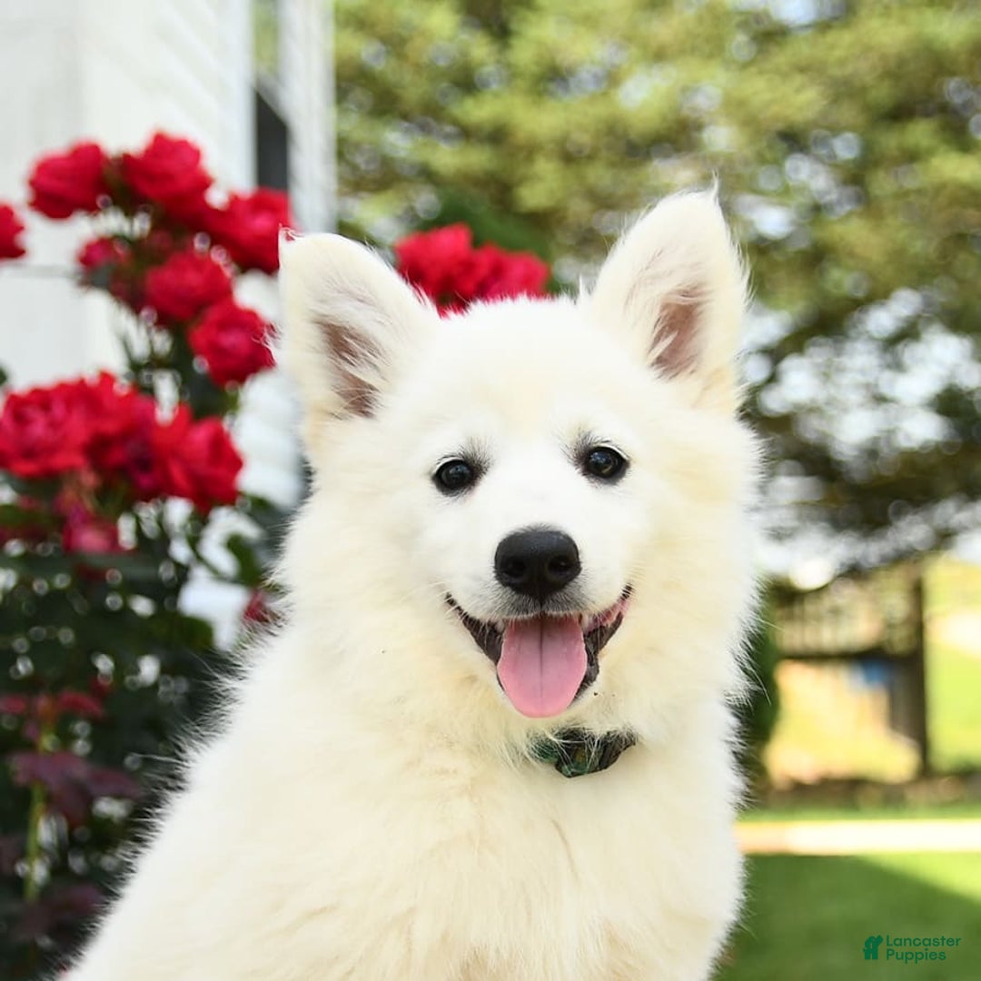 American Eskimo dogs for sale: Magnolia - Image 3