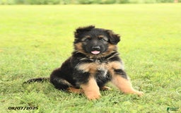 German Shepherd dogs for sale: Dazzle - Image 1
