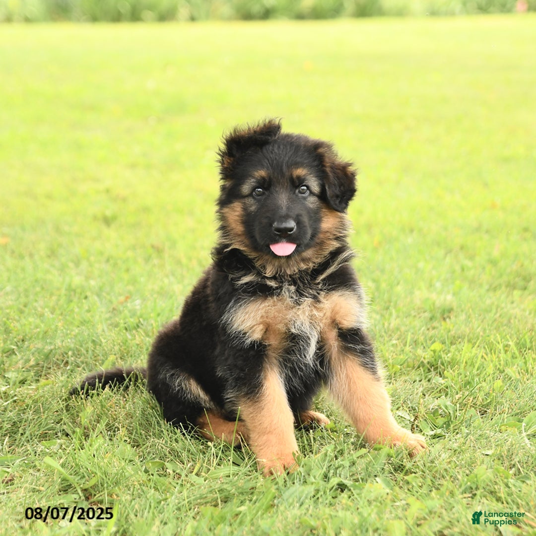 German Shepherd dogs for sale: Dazzle - Image 1