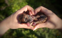 Morkie dogs for sale: Rare Gold Merle Beetle - Image 1