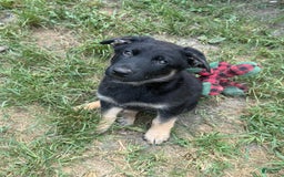 German Shepherd dogs for sale: Bonnie - Image 2