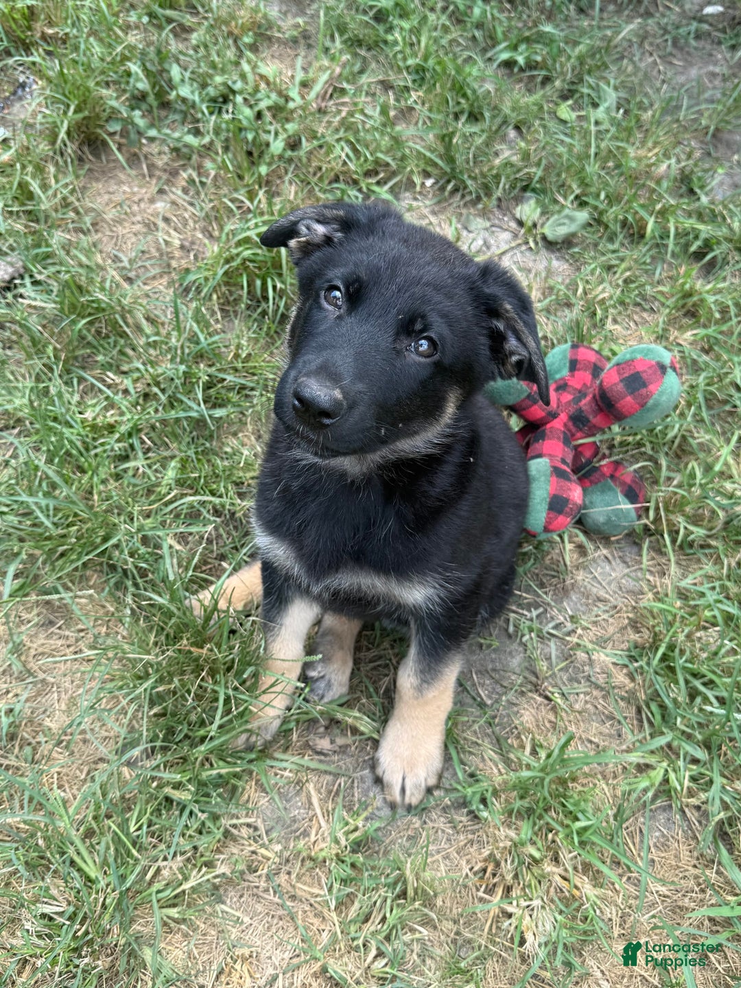 German Shepherd dogs for sale: Bonnie - Image 2