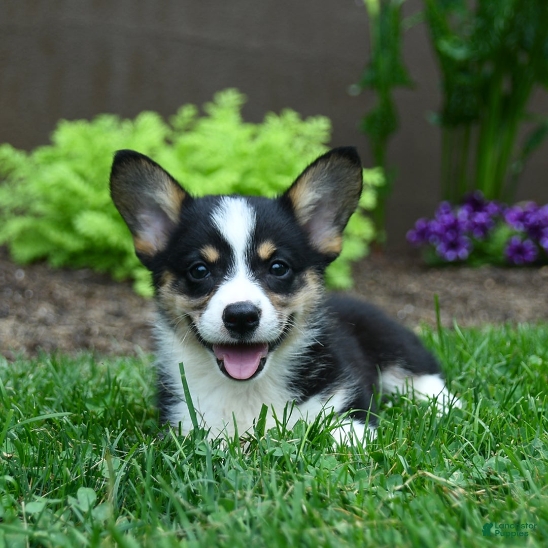 Welsh Corgi Pembroke dogs for sale: Jazzy - Image 2