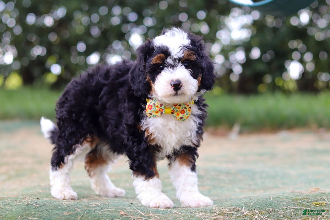 Mini Bernedoodle dogs for sale: Apollo - Image 4