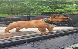 French Bulldog dogs for sale: Raider - Image 37