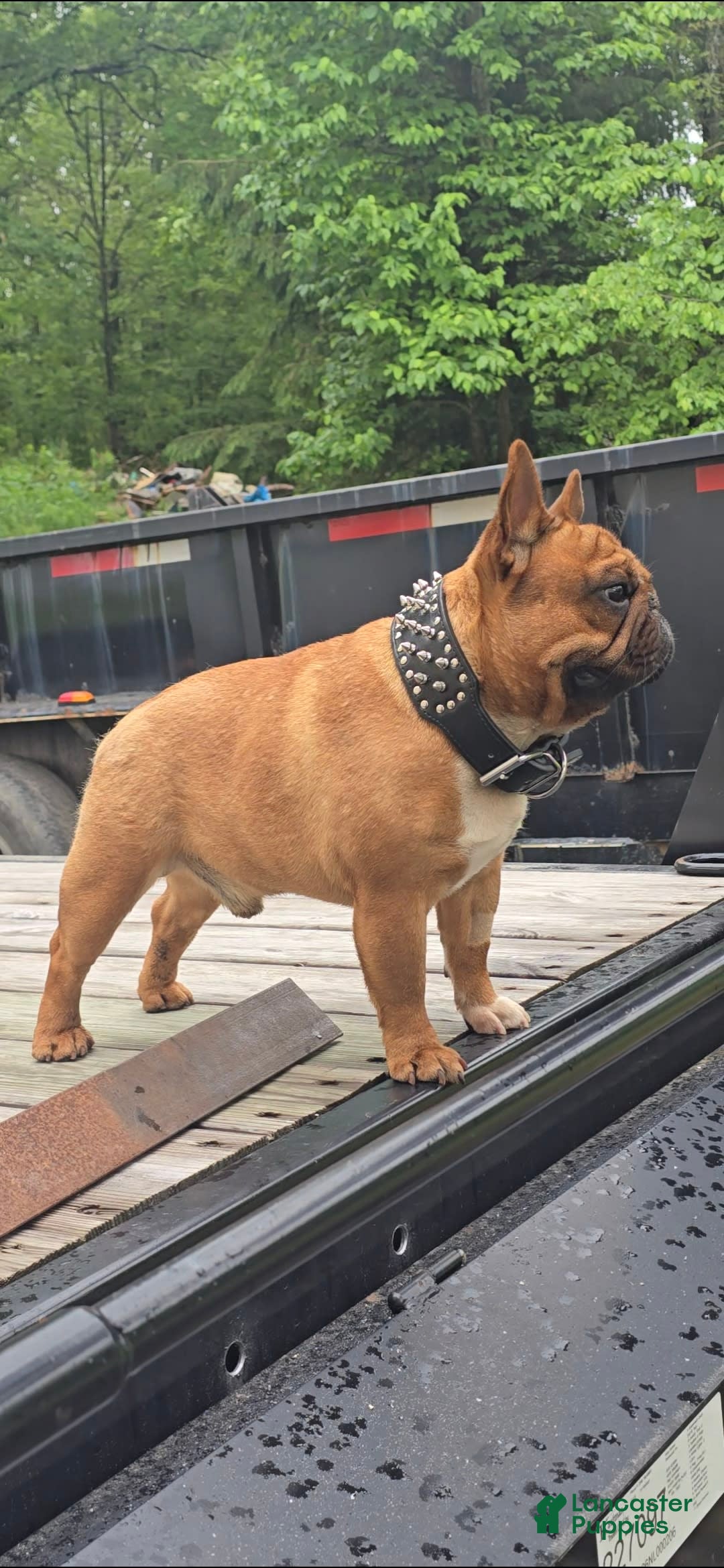 French Bulldog dogs for sale: Raider - Image 37