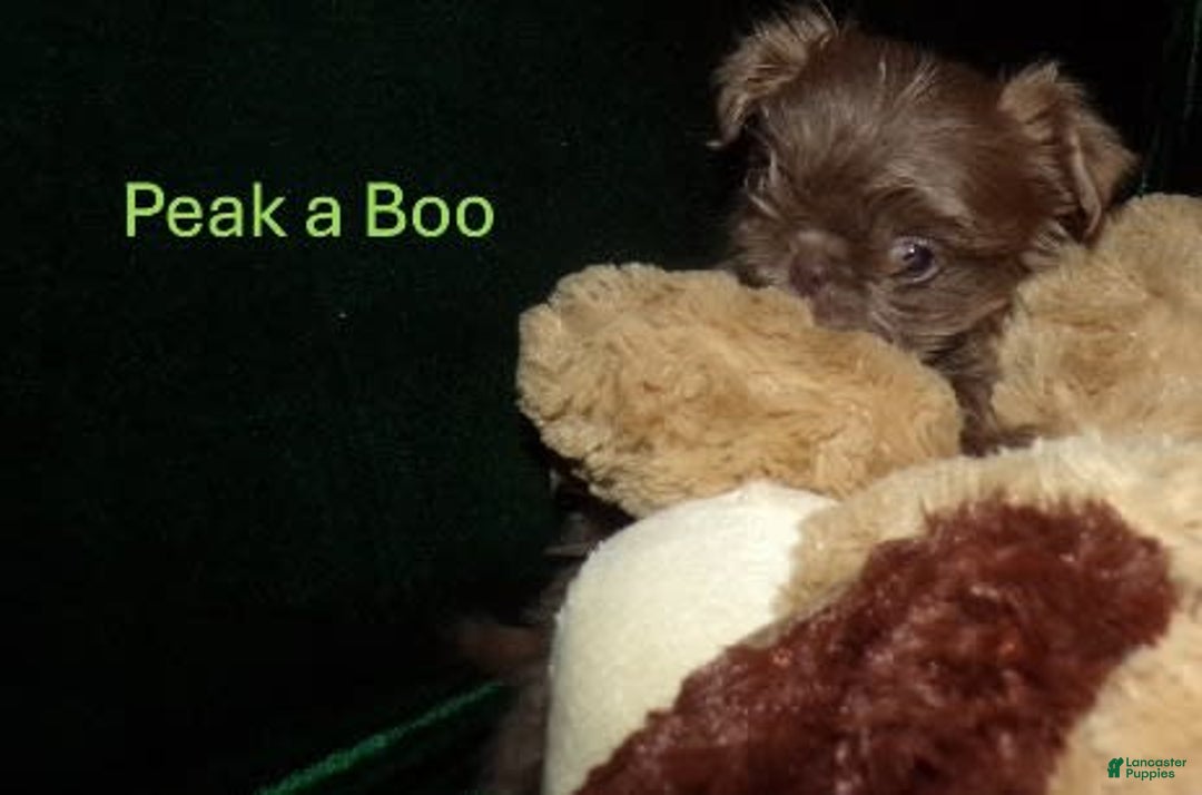Shih Tzu dogs for sale: Tiny Jasper - Image 20