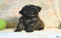 Miniature Poodle dogs for sale: Blizzard - Image 8