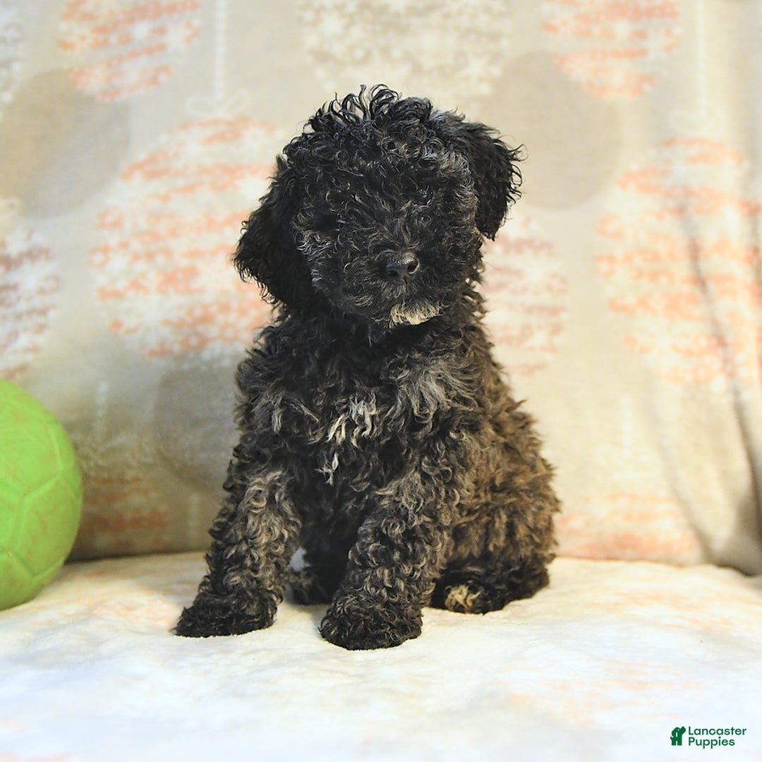 Miniature Poodle dogs for sale: Blizzard - Image 8