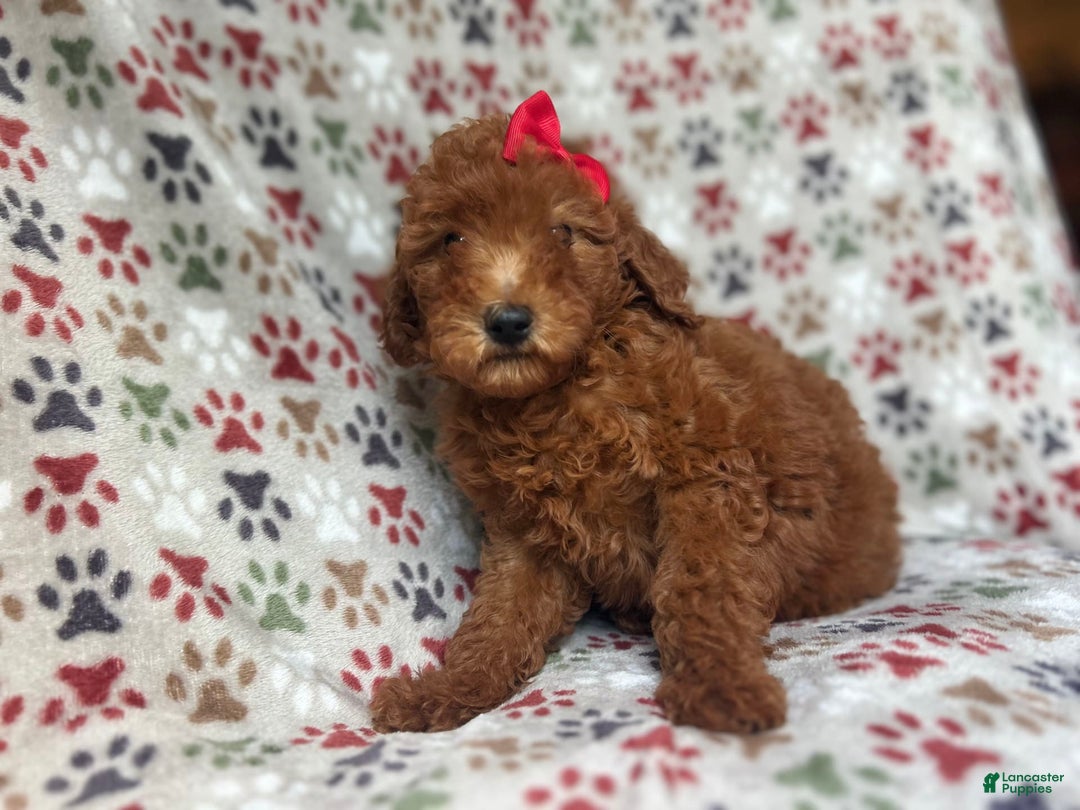 Mini Goldendoodle dogs for sale: Rain - Image 7